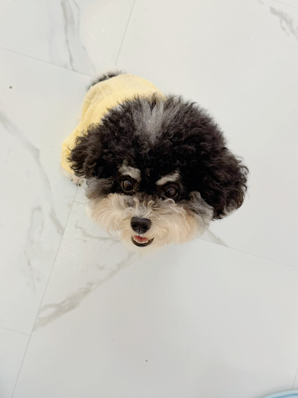 Belle bloom boy puppy