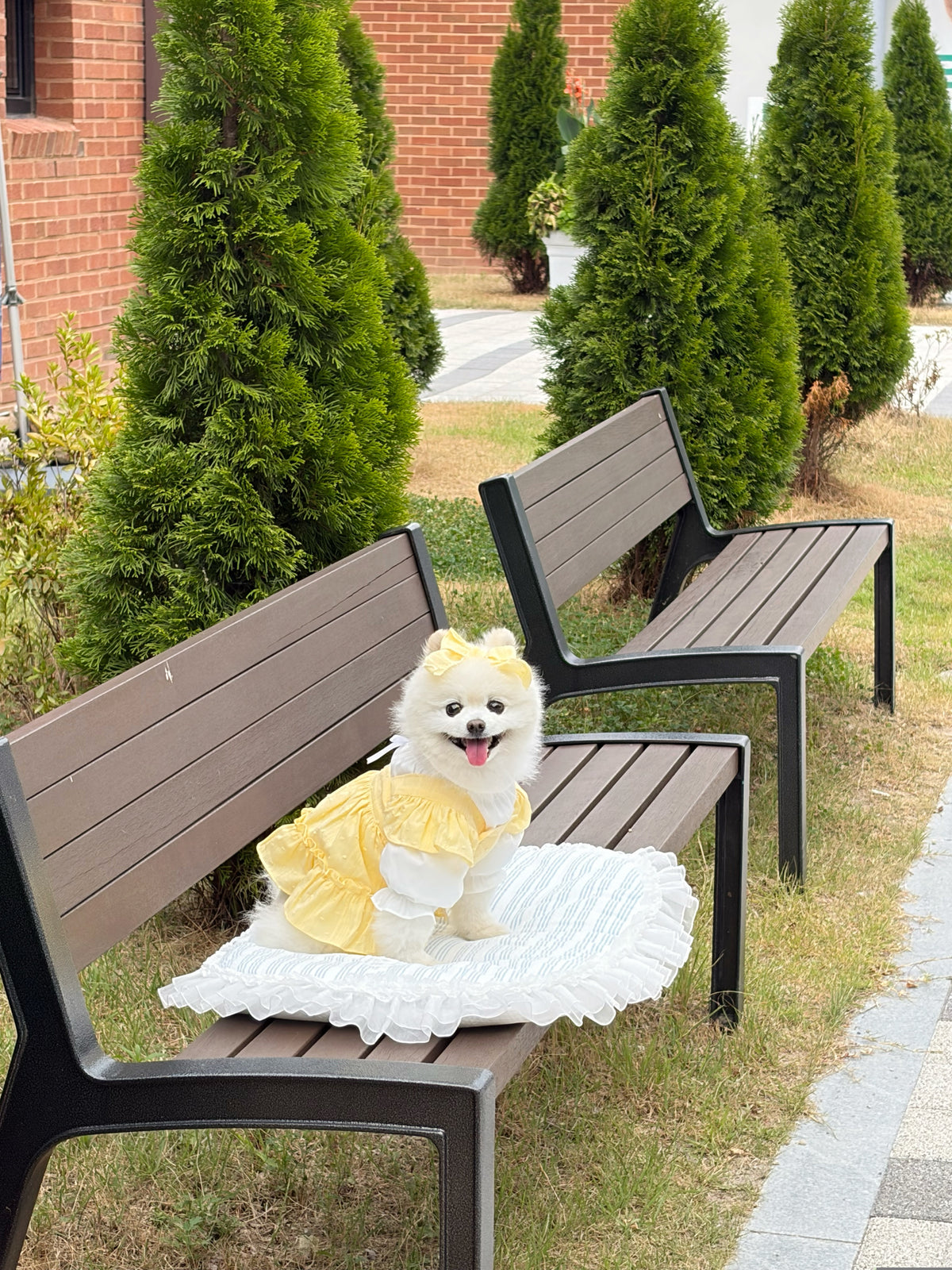Belle bloom girl puppy set (libbon)