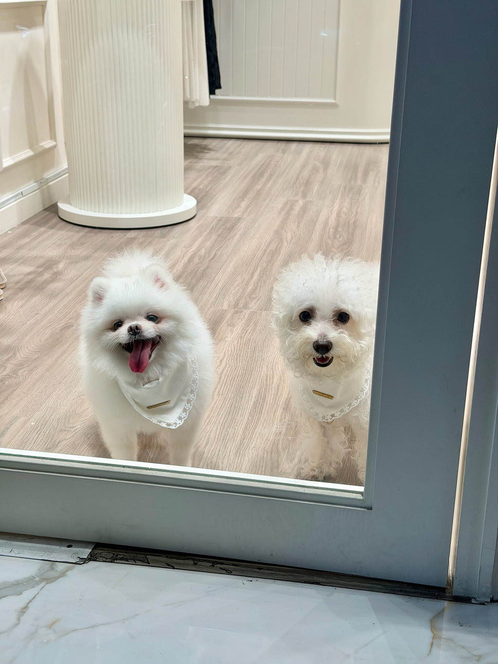 Lumi cape puppy