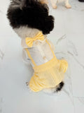 Belle bloom boy puppy