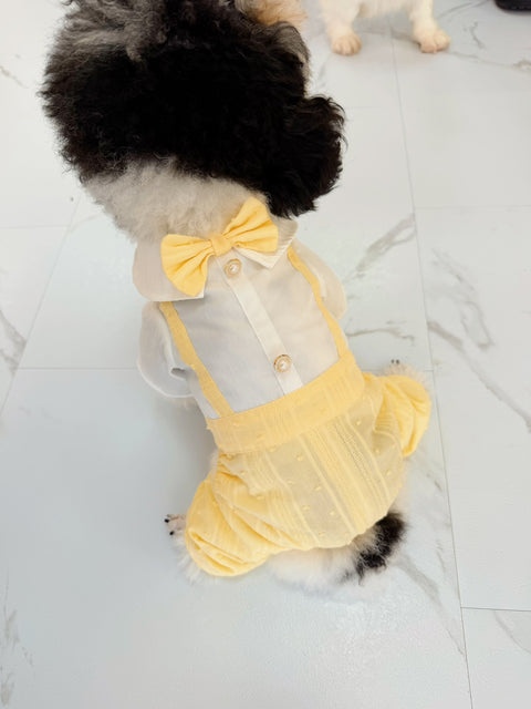 Belle bloom boy puppy