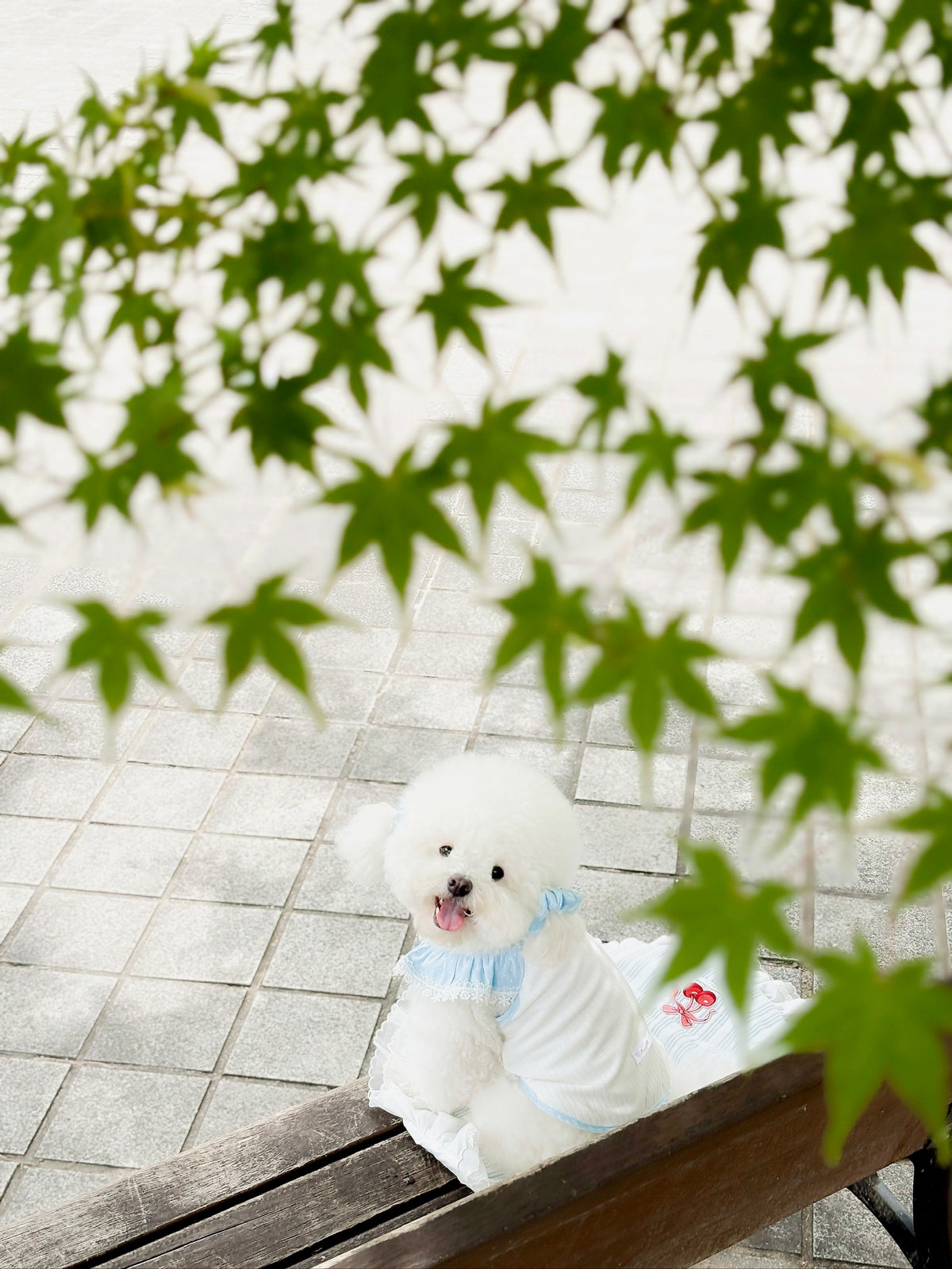 Milky shushu puppy set (crunch)