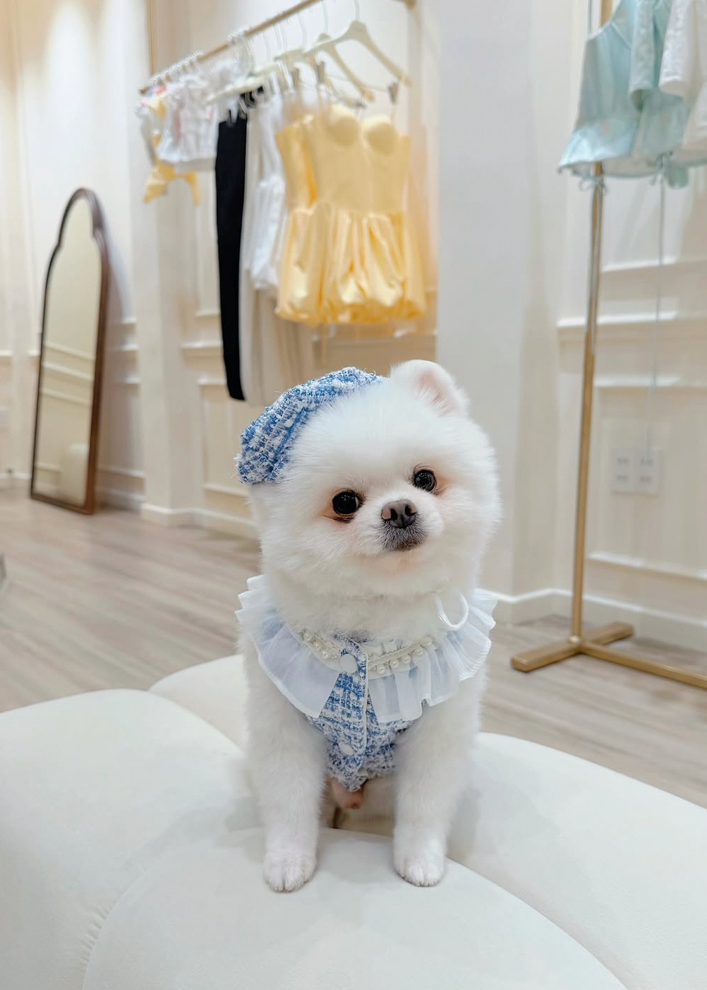 Pearl tweed boy puppy set (hat)