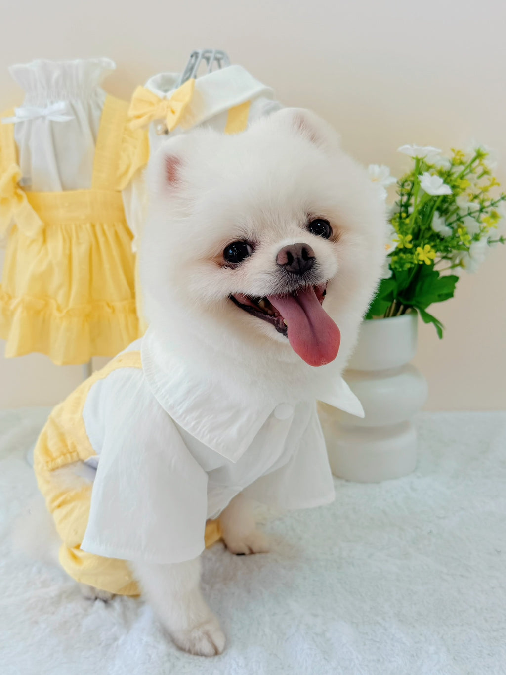 Belle bloom boy puppy
