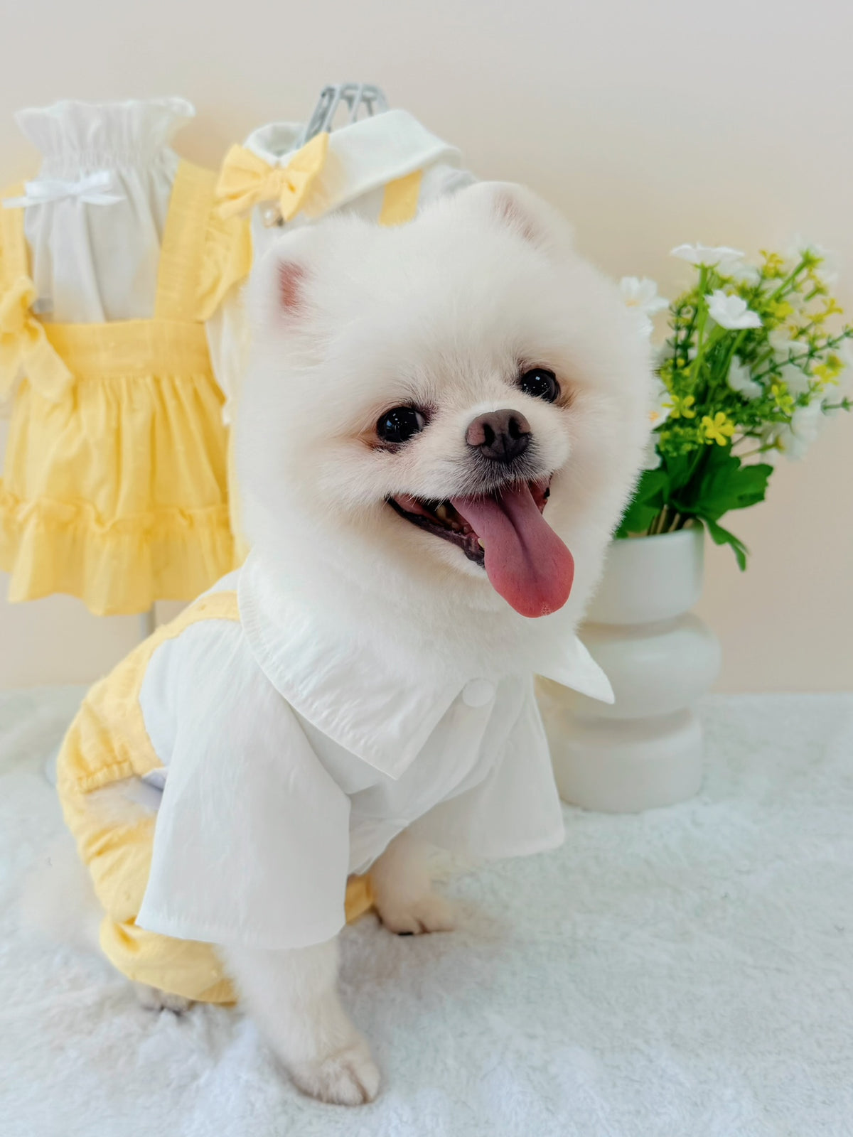 Belle bloom boy puppy