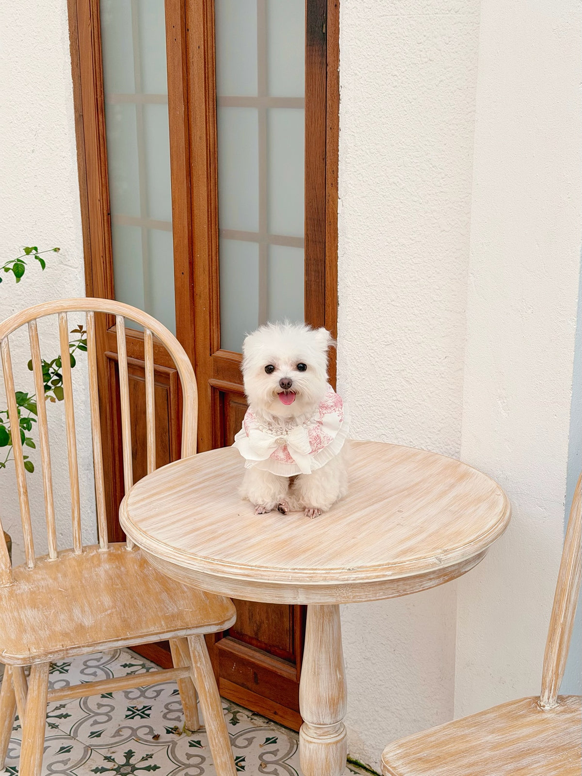 Etoile cape puppy