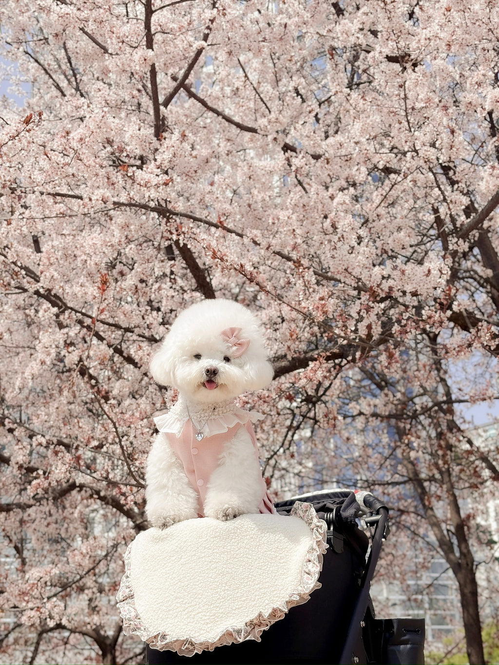 Rose puppy set (libbon)