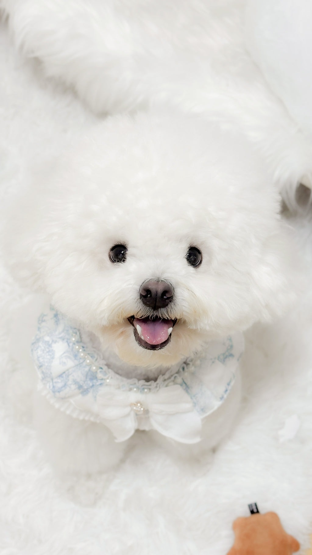 Etoile cape puppy