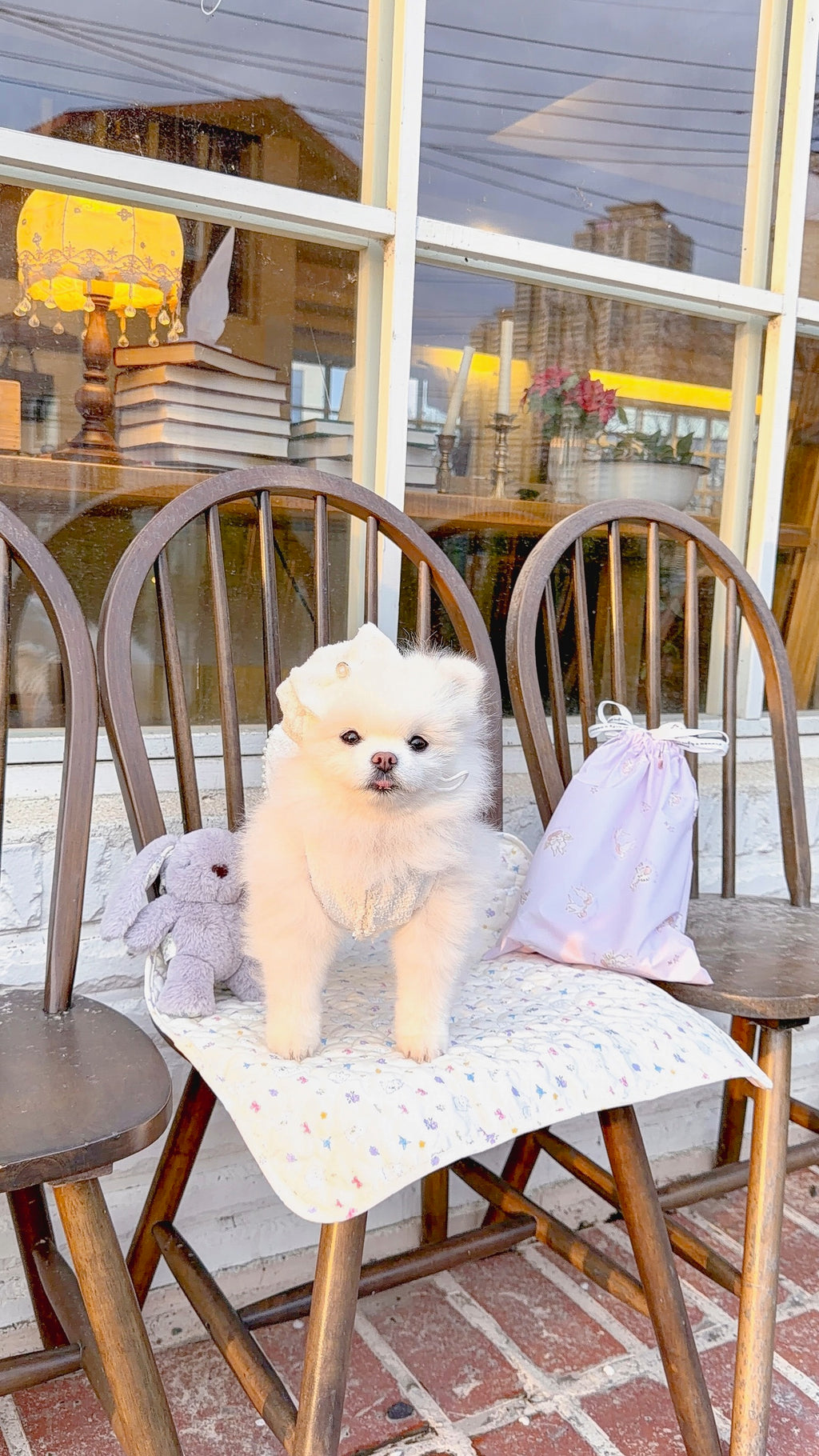 Blanche puppy set (hat)