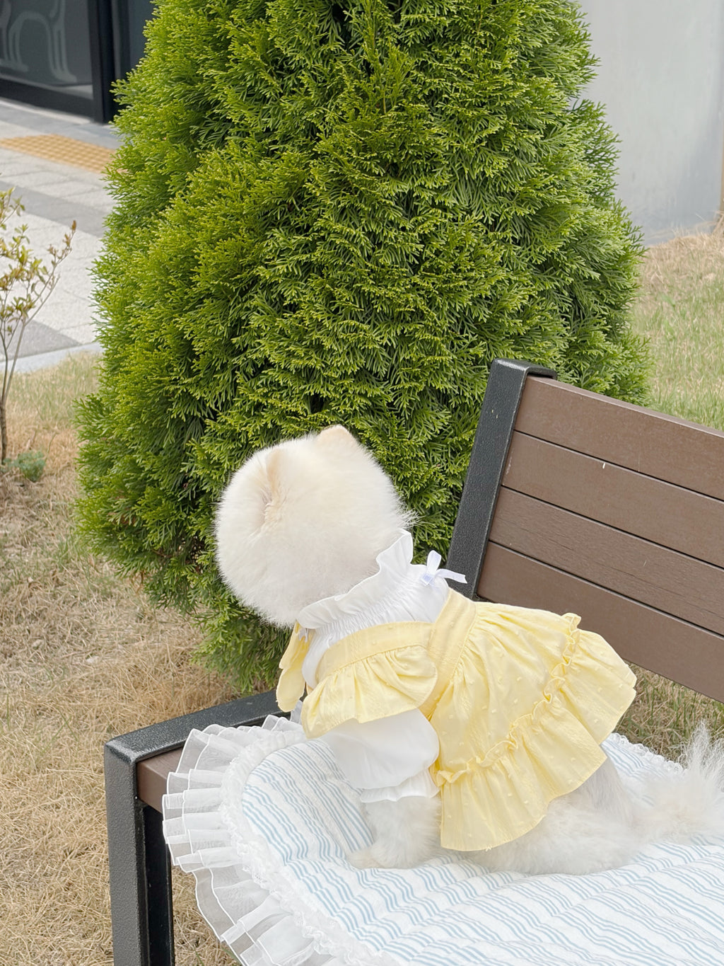 Belle bloom girl puppy set (libbon)