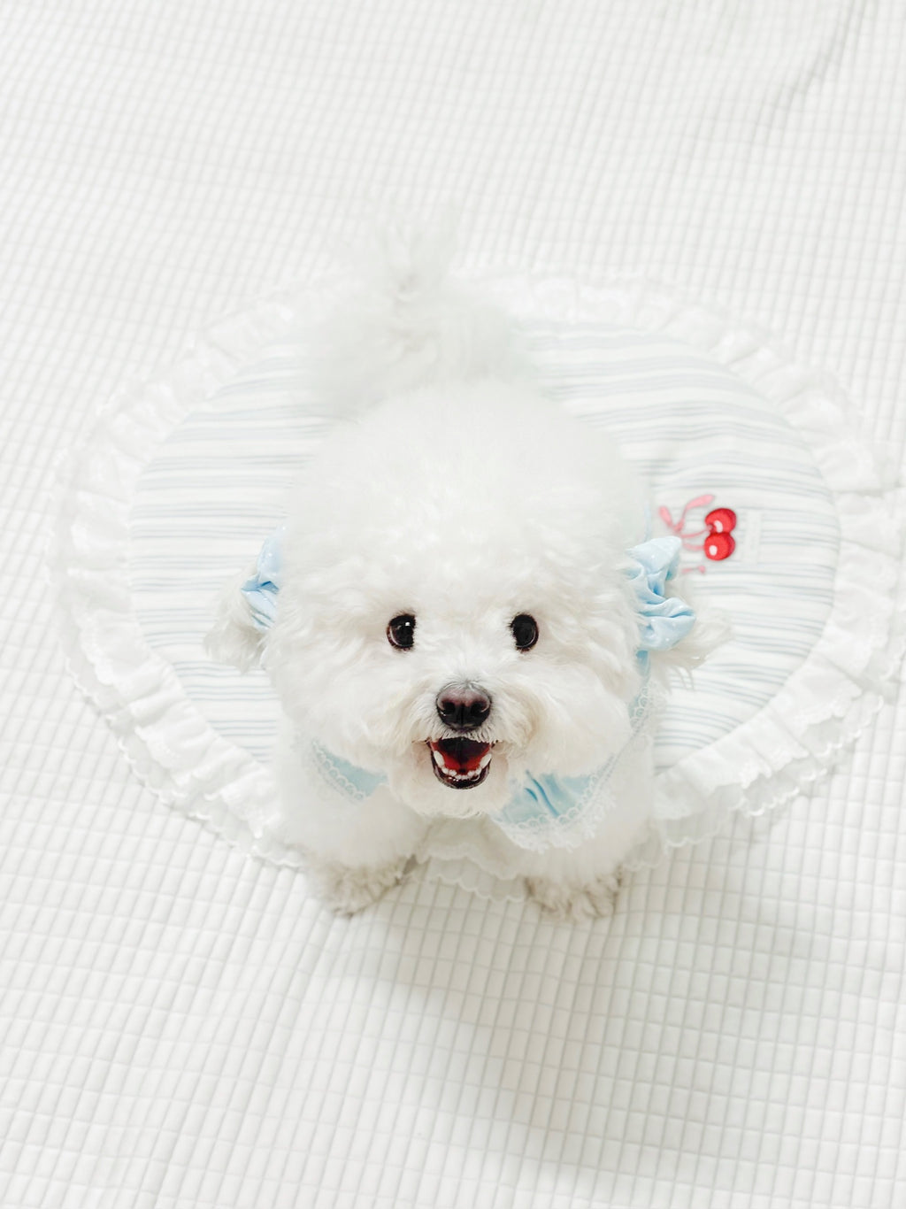 Milky shushu puppy set (crunch)