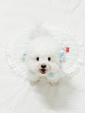 Milky shushu puppy set (crunch)